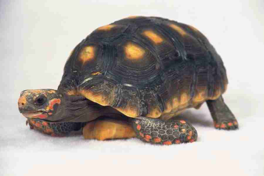 Pretty Animals - DAJ Digital Images ></a>
<script language=JavaScript> 
  var txt = 