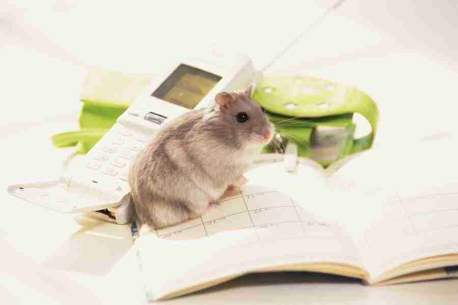 Pretty Animals - DAJ Digital Images ></a>
<script language=JavaScript> 
  var txt = 