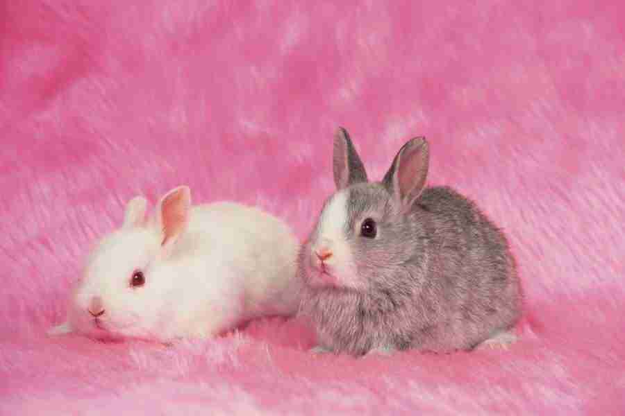 Pretty Animals - DAJ Digital Images ></a>
<script language=JavaScript> 
  var txt = 