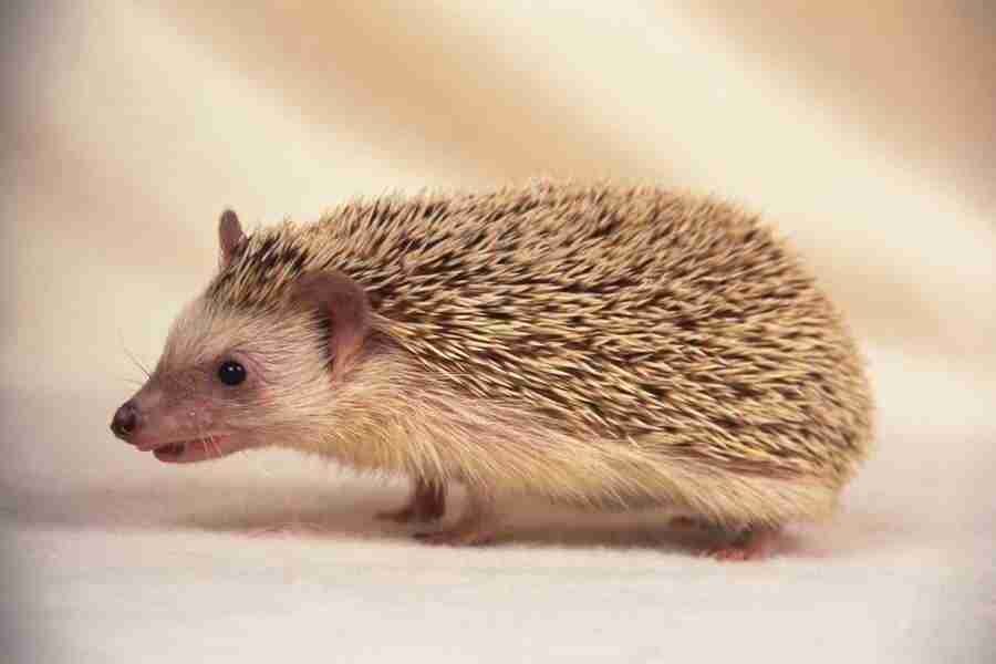 Pretty Animals - DAJ Digital Images ></a>
<script language=JavaScript> 
  var txt = 