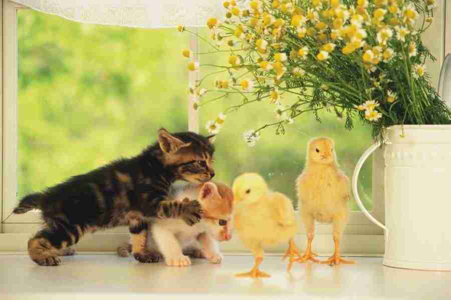 Pretty Animals - DAJ Digital Images ></a>
<script language=JavaScript> 
  var txt = 