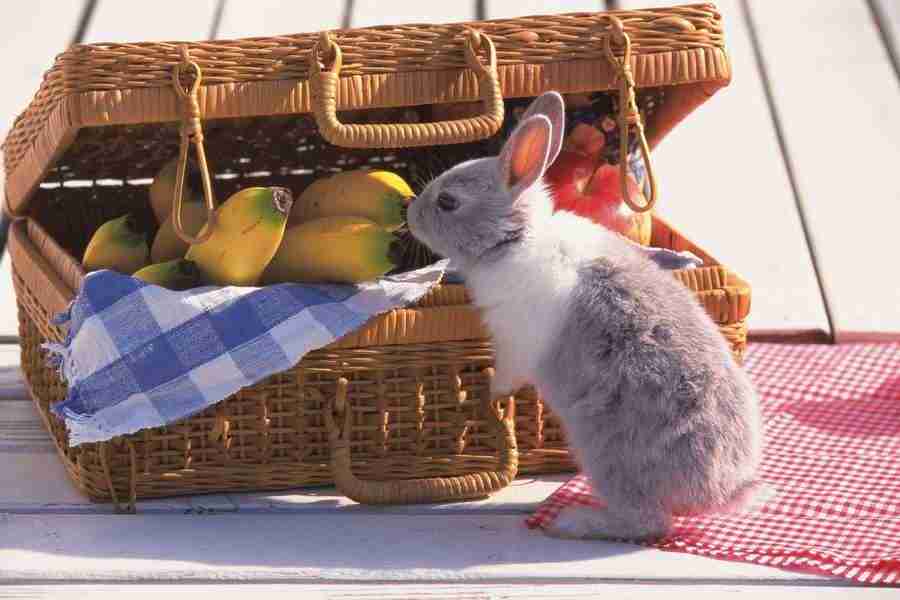 Pretty Animals - DAJ Digital Images ></a>
<script language=JavaScript> 
  var txt = 