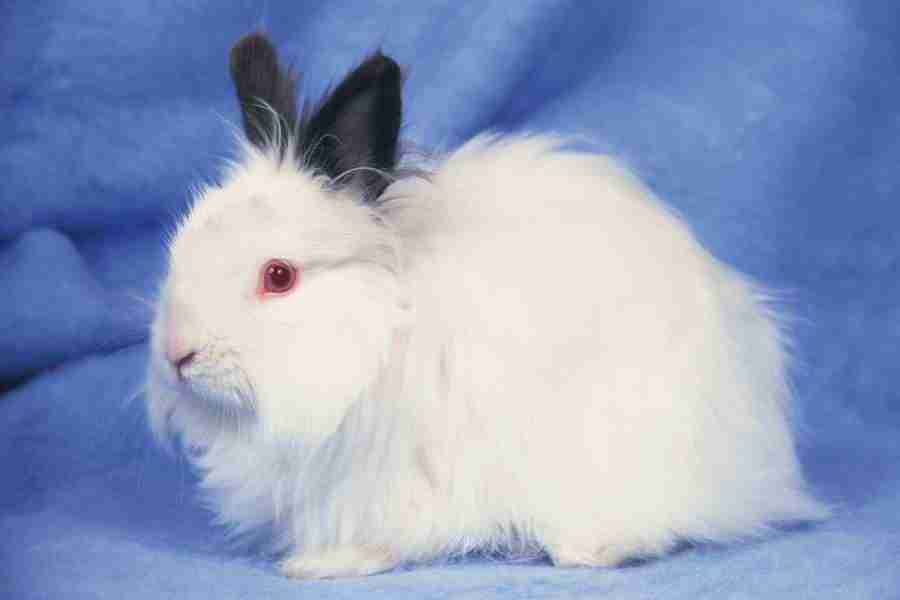 Pretty Animals - DAJ Digital Images ></a>
<script language=JavaScript> 
  var txt = 