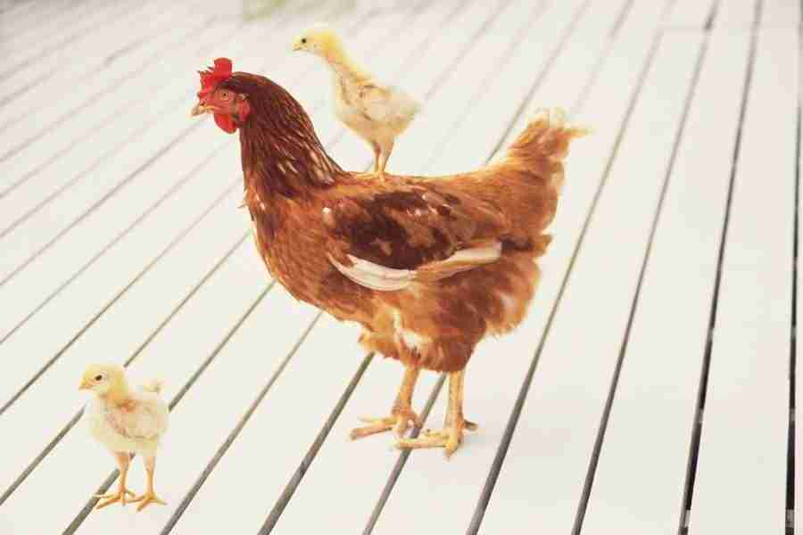 Pretty Animals - DAJ Digital Images ></a>
<script language=JavaScript> 
  var txt = 