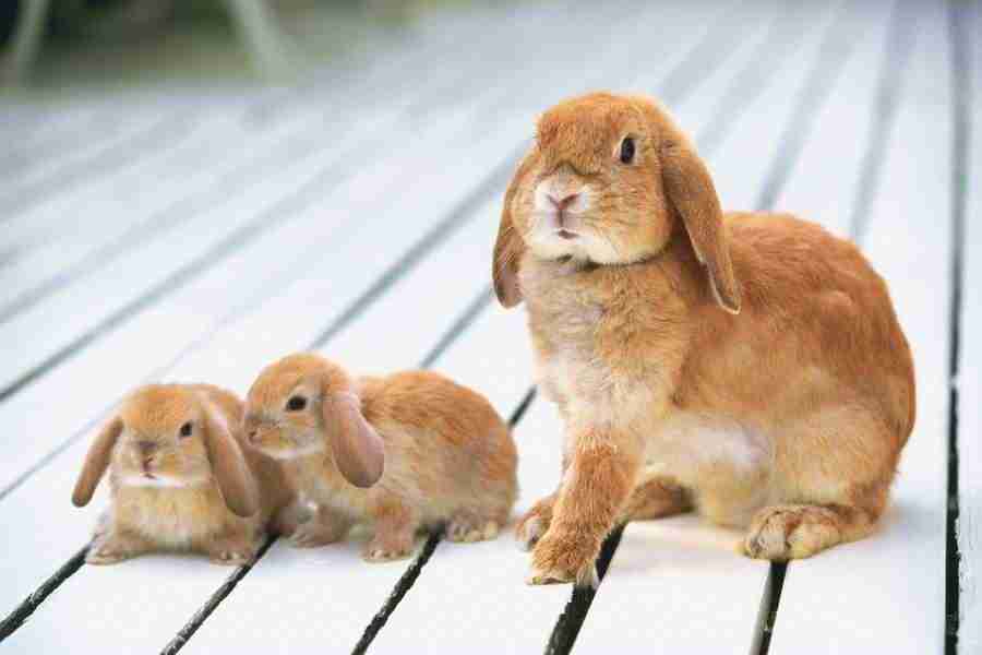 Pretty Animals - DAJ Digital Images ></a>
<script language=JavaScript> 
  var txt = 