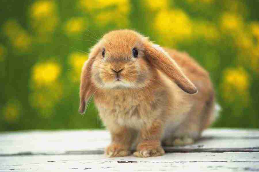 Pretty Animals - DAJ Digital Images ></a>
<script language=JavaScript> 
  var txt = 