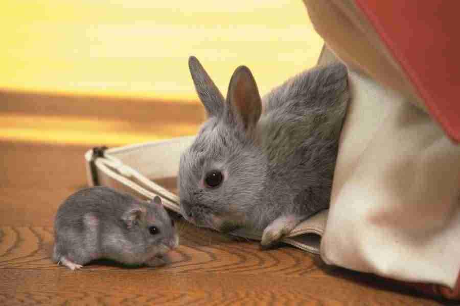 Pretty Animals - DAJ Digital Images ></a>
<script language=JavaScript> 
  var txt = 