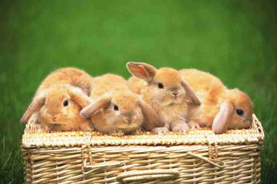 Pretty Animals - DAJ Digital Images ></a>
<script language=JavaScript> 
  var txt = 