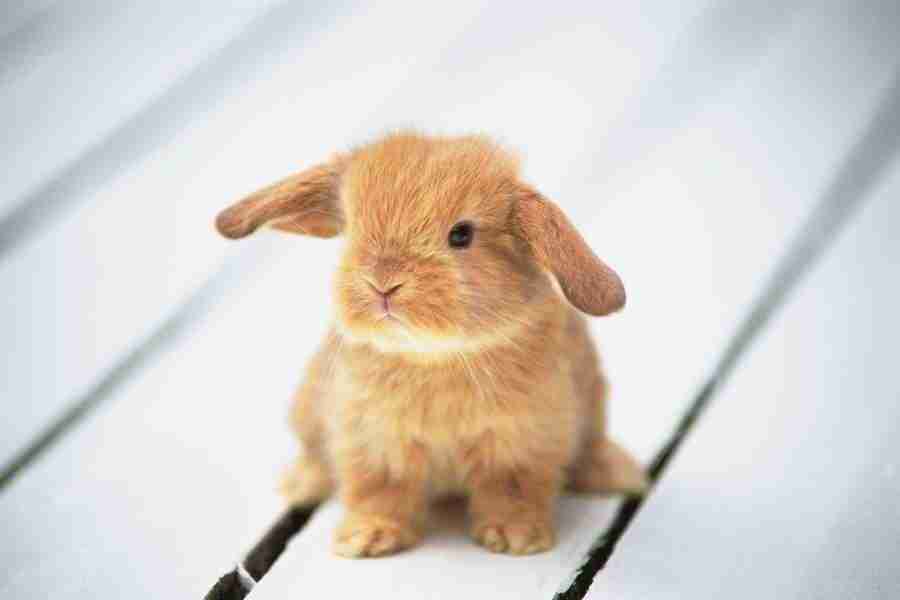 Pretty Animals - DAJ Digital Images ></a>
<script language=JavaScript> 
  var txt = 