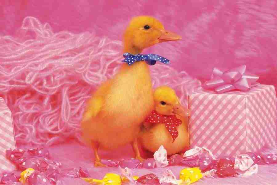 Pretty Animals - DAJ Digital Images ></a>
<script language=JavaScript> 
  var txt = 