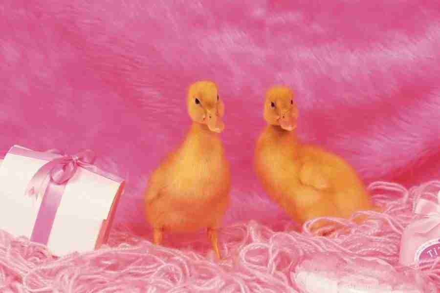 Pretty Animals - DAJ Digital Images ></a>
<script language=JavaScript> 
  var txt = 