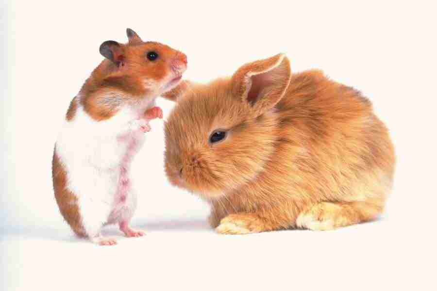 Pretty Animals - DAJ Digital Images ></a>
<script language=JavaScript> 
  var txt = 