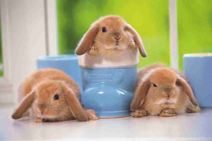 Pretty Animals - DAJ Digital Images ></a>
<script language=JavaScript> 
  var txt = 