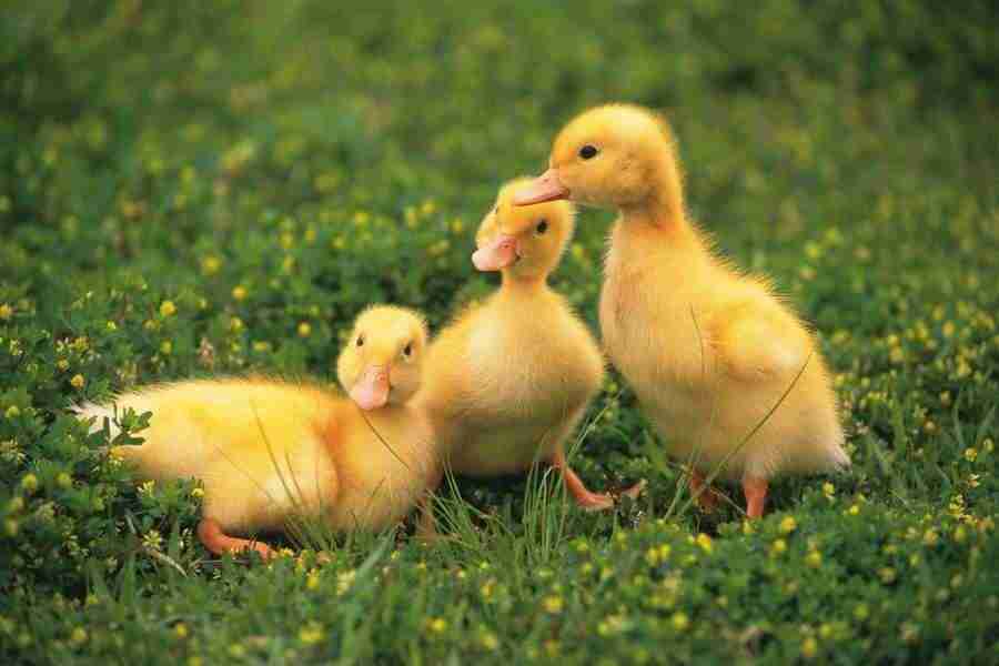 Pretty Animals - DAJ Digital Images ></a>
<script language=JavaScript> 
  var txt = 