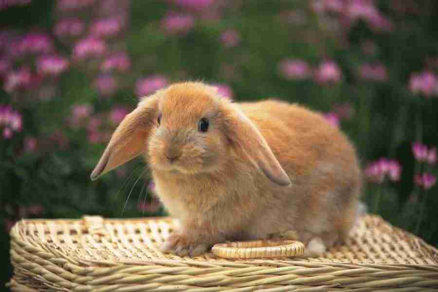 Pretty Animals - DAJ Digital Images ></a>
<script language=JavaScript> 
  var txt = 