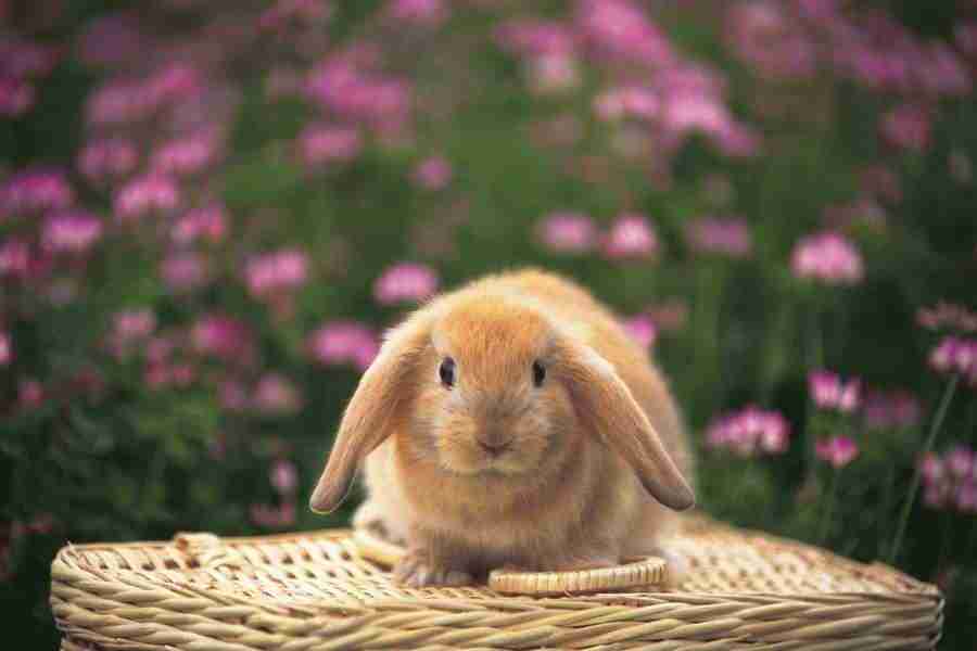 Pretty Animals - DAJ Digital Images ></a>
<script language=JavaScript> 
  var txt = 