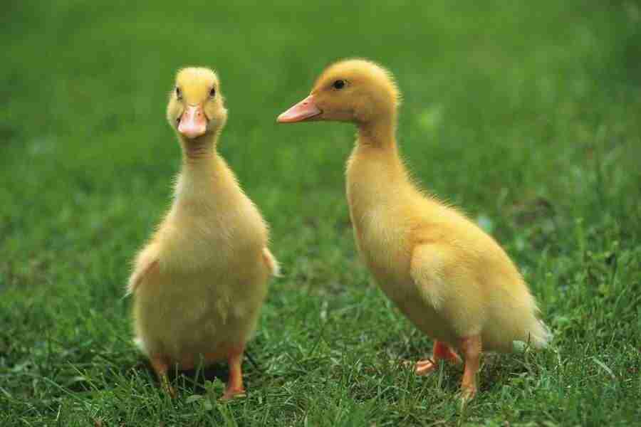 Pretty Animals - DAJ Digital Images ></a>
<script language=JavaScript> 
  var txt = 