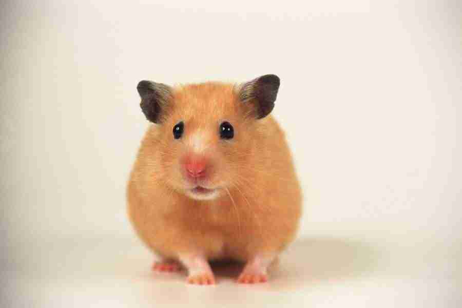 Pretty Animals - DAJ Digital Images ></a>
<script language=JavaScript> 
  var txt = 