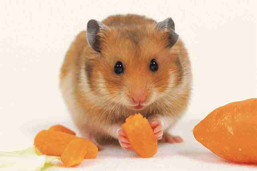 Pretty Animals - DAJ Digital Images ></a>
<script language=JavaScript> 
  var txt = 