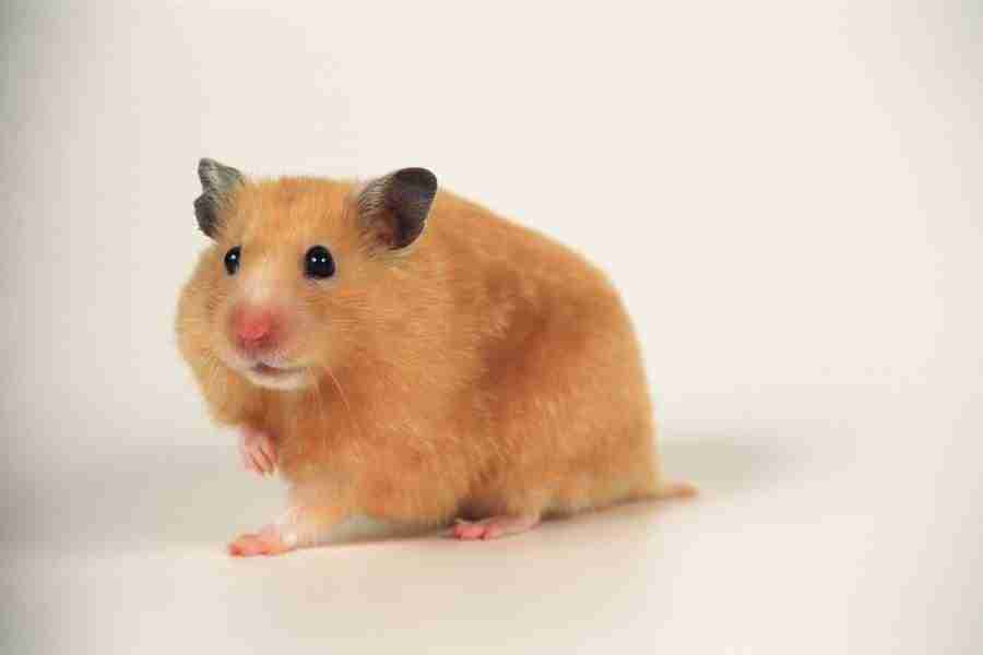 Pretty Animals - DAJ Digital Images ></a>
<script language=JavaScript> 
  var txt = 