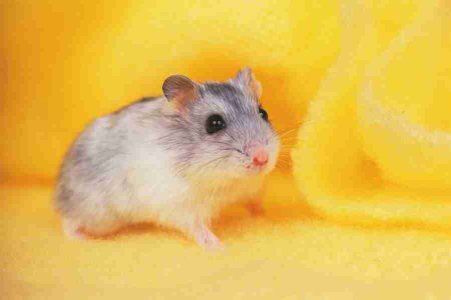 Pretty Animals - DAJ Digital Images ></a>
<script language=JavaScript> 
  var txt = 