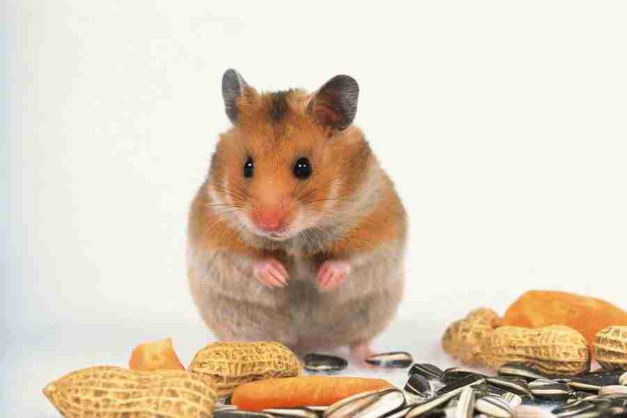 Pretty Animals - DAJ Digital Images ></a>
<script language=JavaScript> 
  var txt = 