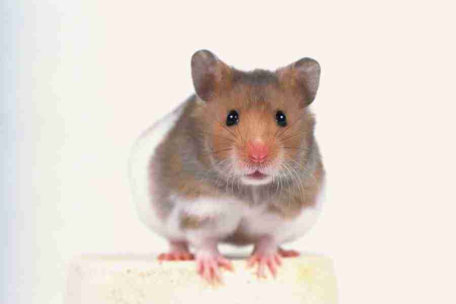 Pretty Animals - DAJ Digital Images ></a>
<script language=JavaScript> 
  var txt = 