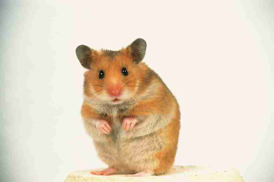 Pretty Animals - DAJ Digital Images ></a>
<script language=JavaScript> 
  var txt = 