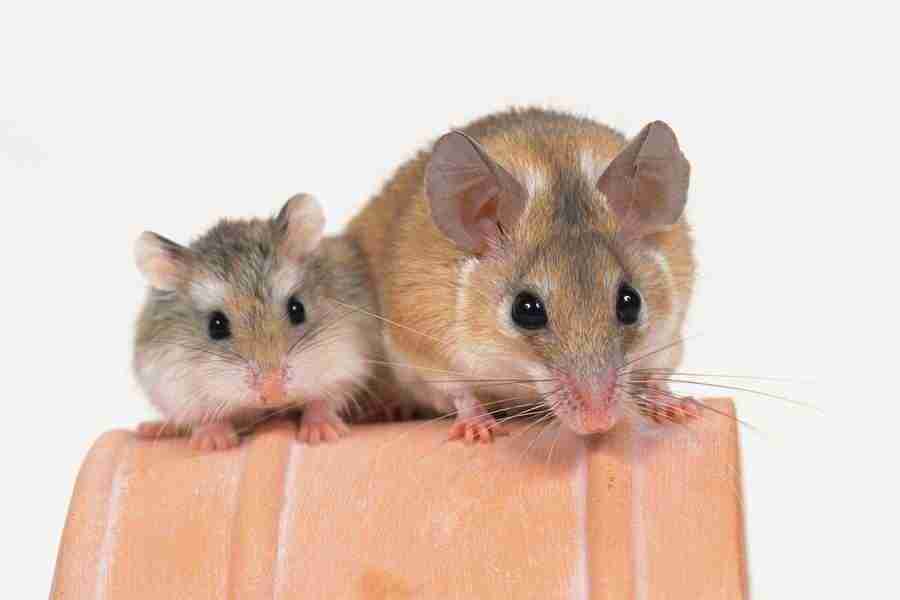 Pretty Animals - DAJ Digital Images ></a>
<script language=JavaScript> 
  var txt = 