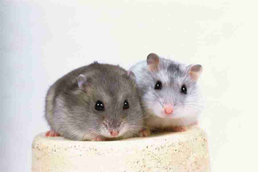 Pretty Animals - DAJ Digital Images ></a>
<script language=JavaScript> 
  var txt = 