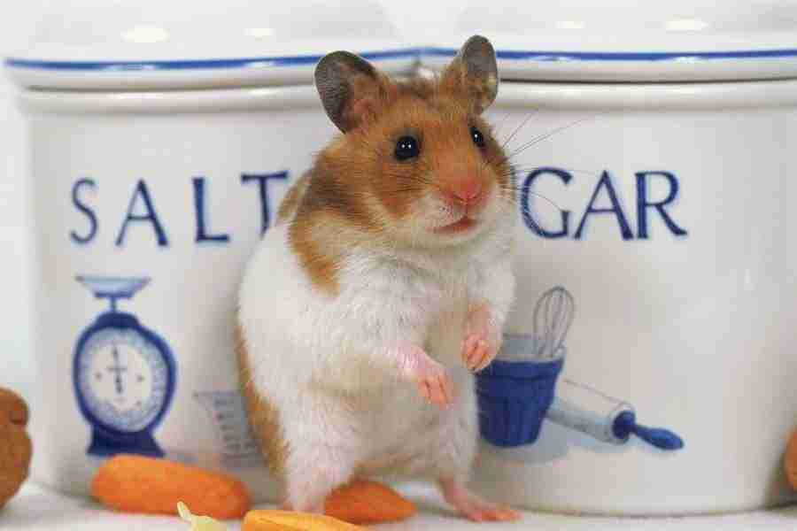 Pretty Animals - DAJ Digital Images ></a>
<script language=JavaScript> 
  var txt = 