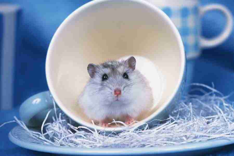 Pretty Animals - DAJ Digital Images ></a>
<script language=JavaScript> 
  var txt = 