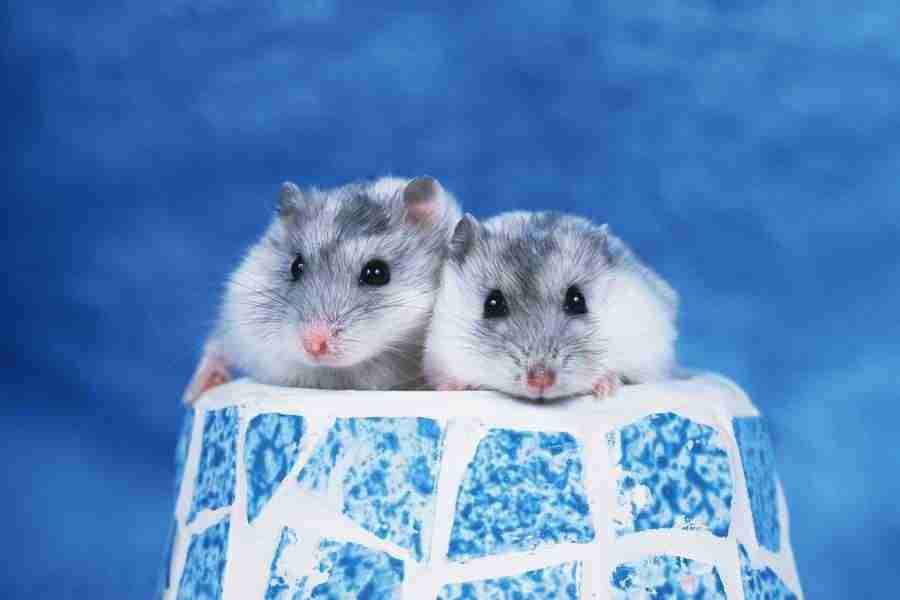 Pretty Animals - DAJ Digital Images ></a>
<script language=JavaScript> 
  var txt = 