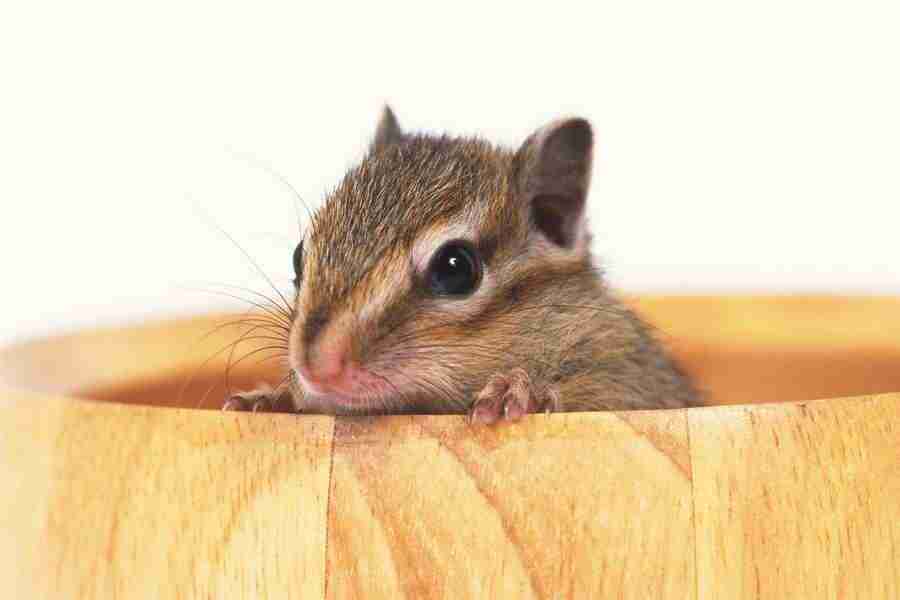 Pretty Animals - DAJ Digital Images ></a>
<script language=JavaScript> 
  var txt = 