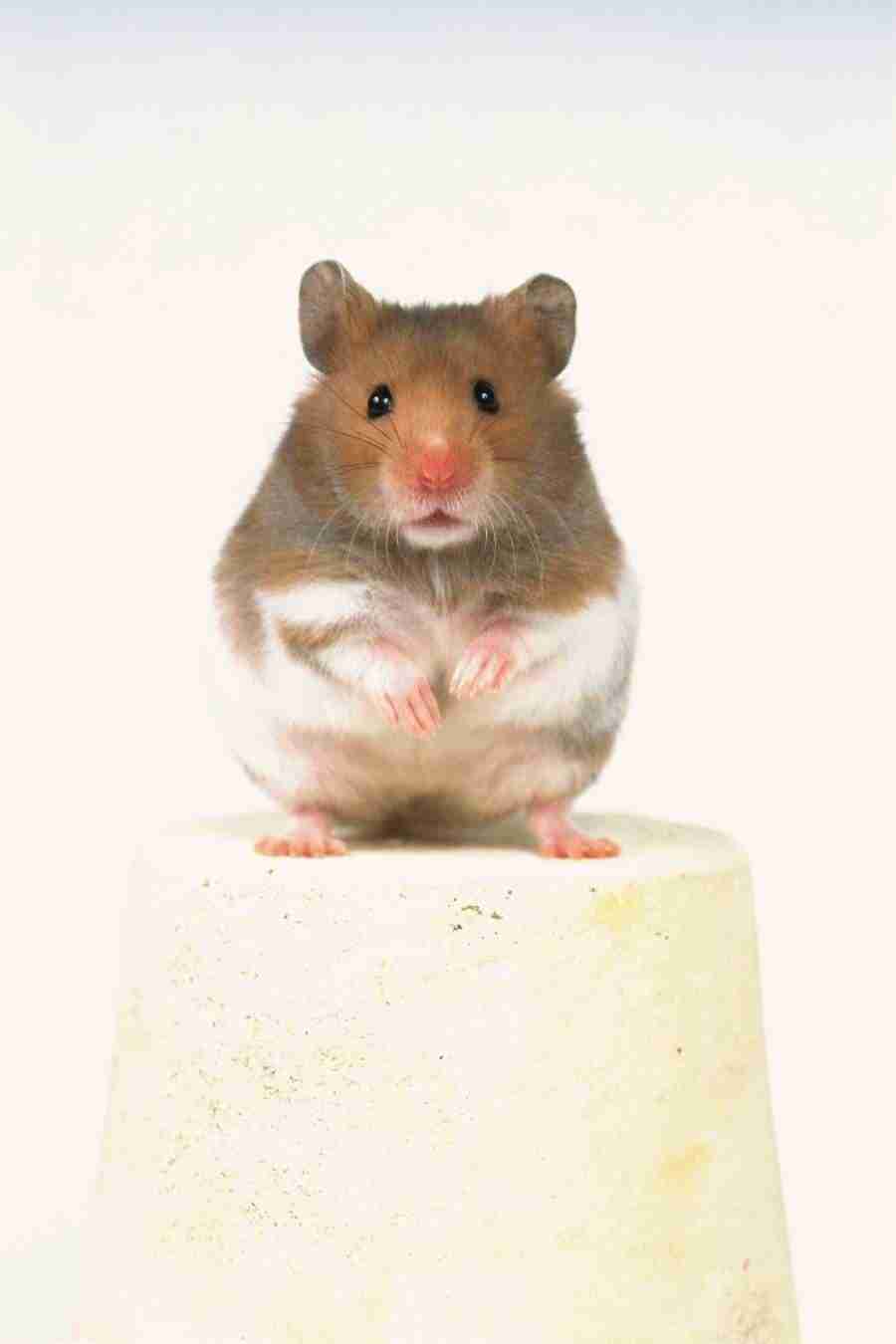 Pretty Animals - DAJ Digital Images ></a>
<script language=JavaScript> 
  var txt = 