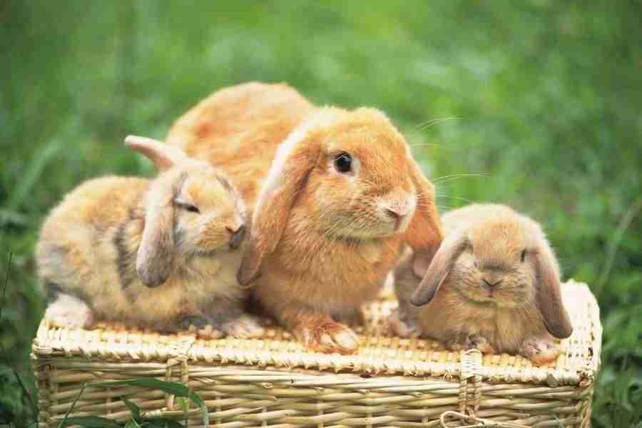 Pretty Animals - DAJ Digital Images ></a>
<script language=JavaScript> 
  var txt = 