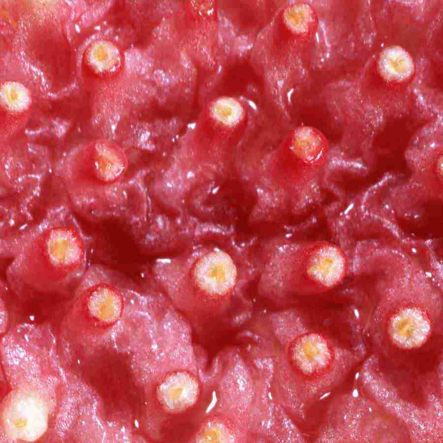 Fruits and Vegetables - Datacraft Isaijiten ></a>
<script language=JavaScript> 
  var txt = 