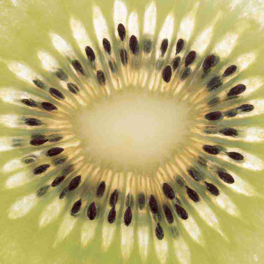 Fruits and Vegetables - Datacraft Isaijiten ></a>
<script language=JavaScript> 
  var txt = 