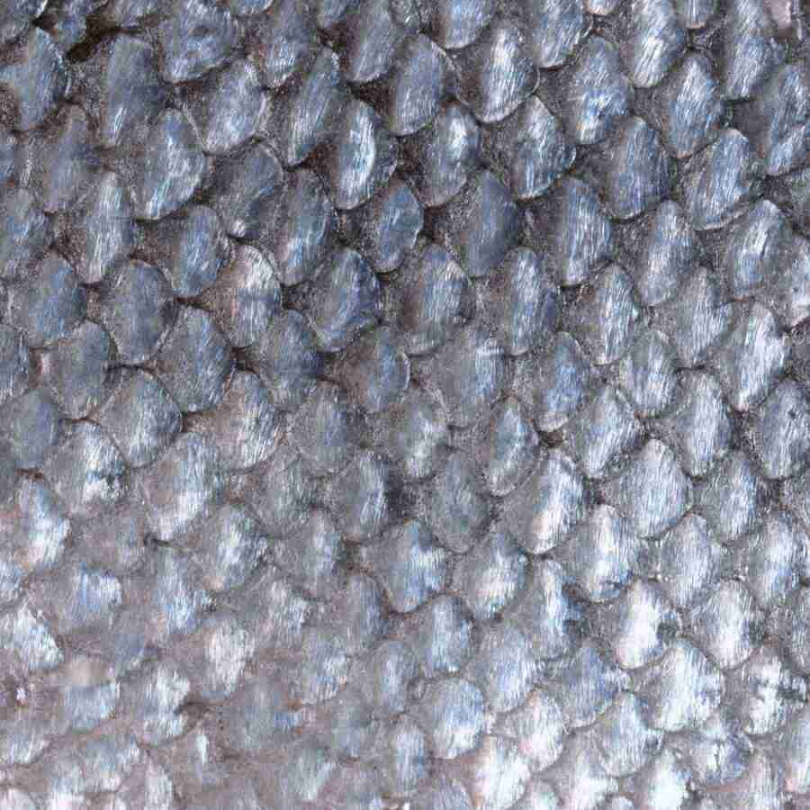 Meats and Fishes - Datacraft Isaijiten ></a>
<script language=JavaScript> 
  var txt = 