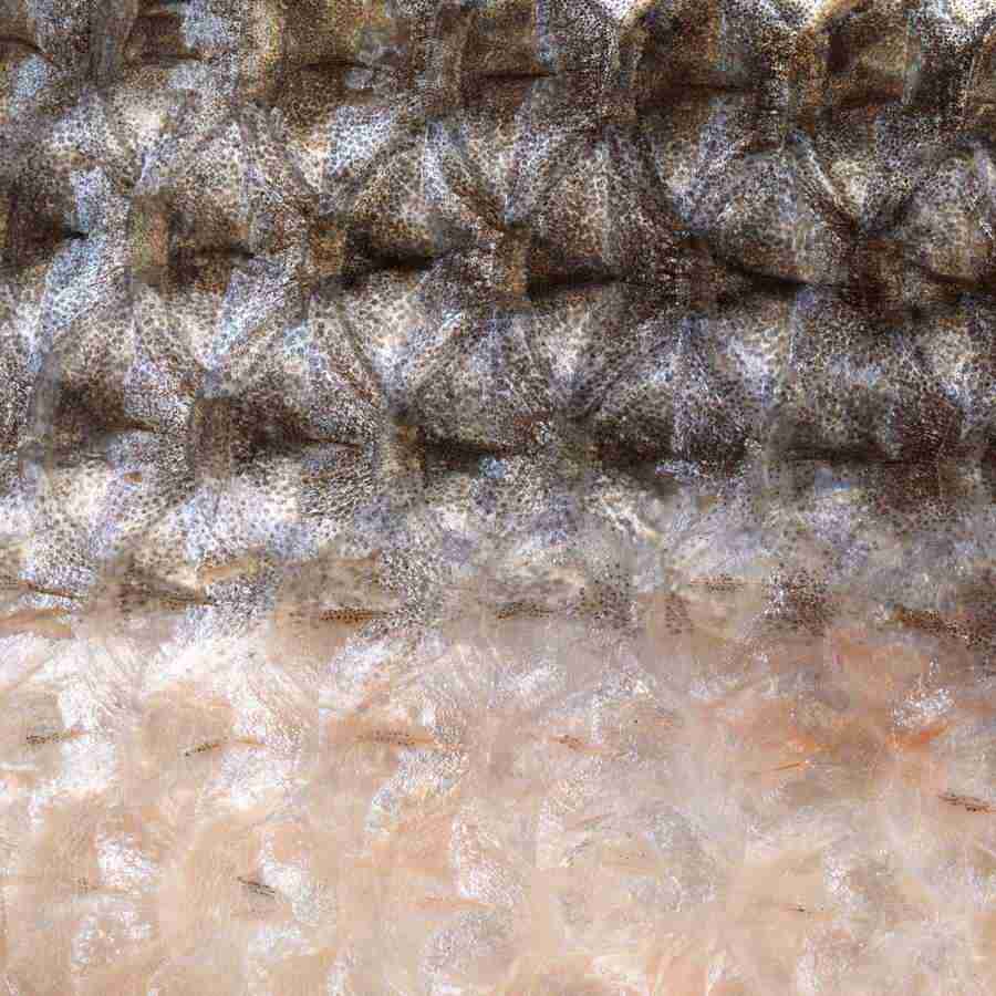 Meats and Fishes - Datacraft Isaijiten ></a>
<script language=JavaScript> 
  var txt = 