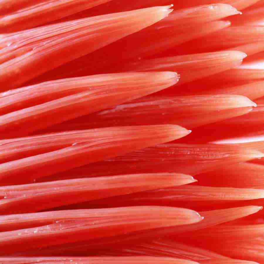 Meats and Fishes - Datacraft Isaijiten ></a>
<script language=JavaScript> 
  var txt = 