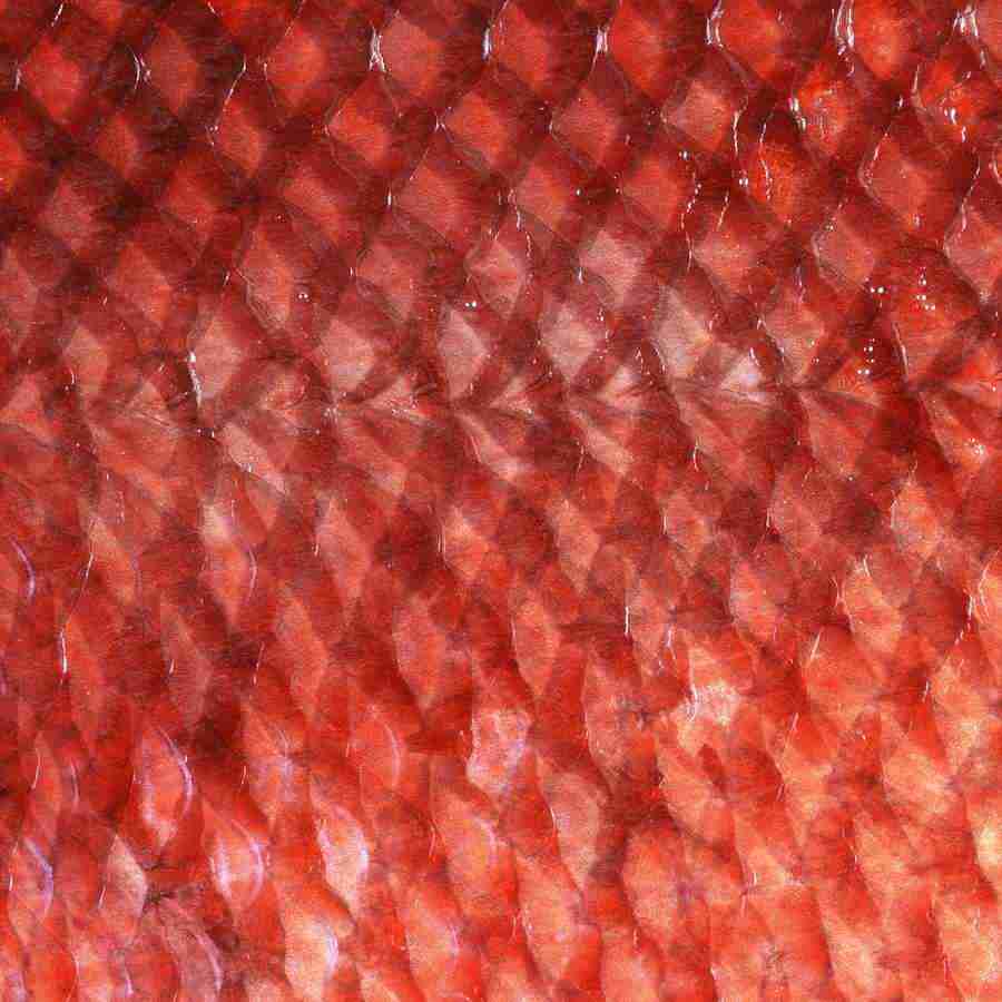 Meats and Fishes - Datacraft Isaijiten ></a>
<script language=JavaScript> 
  var txt = 