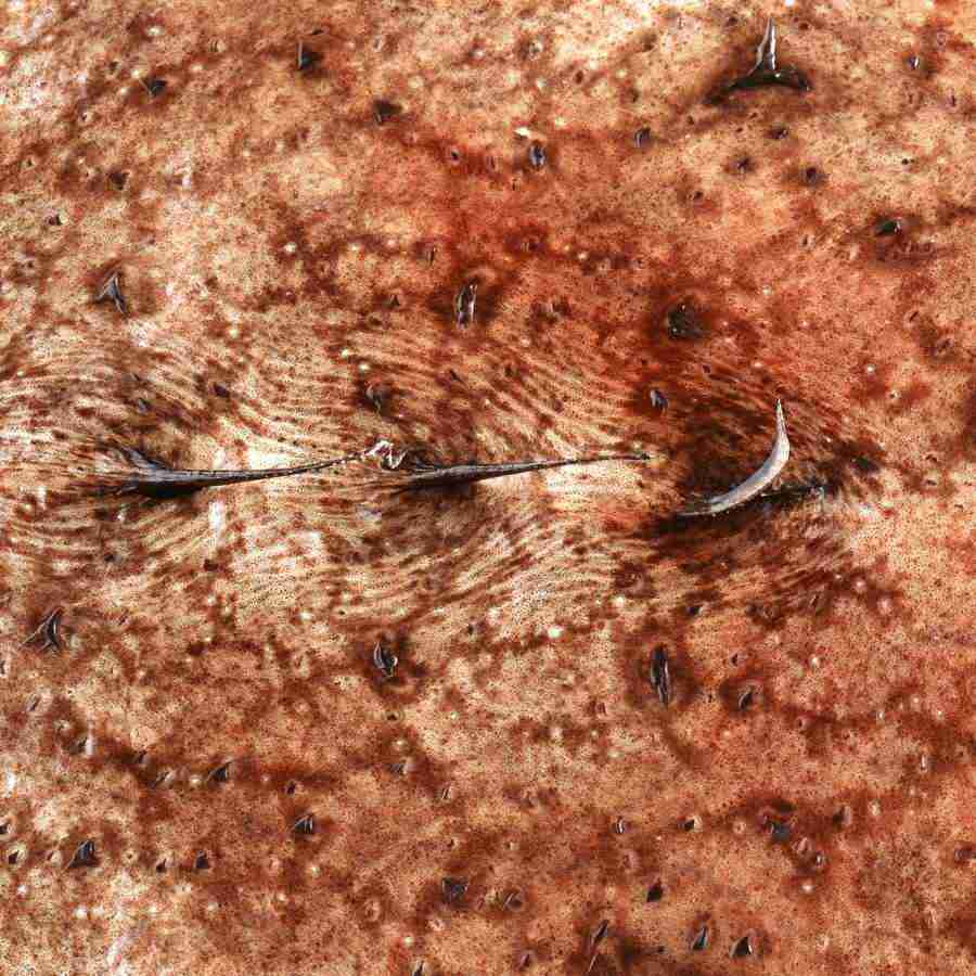 Meats and Fishes - Datacraft Isaijiten ></a>
<script language=JavaScript> 
  var txt = 