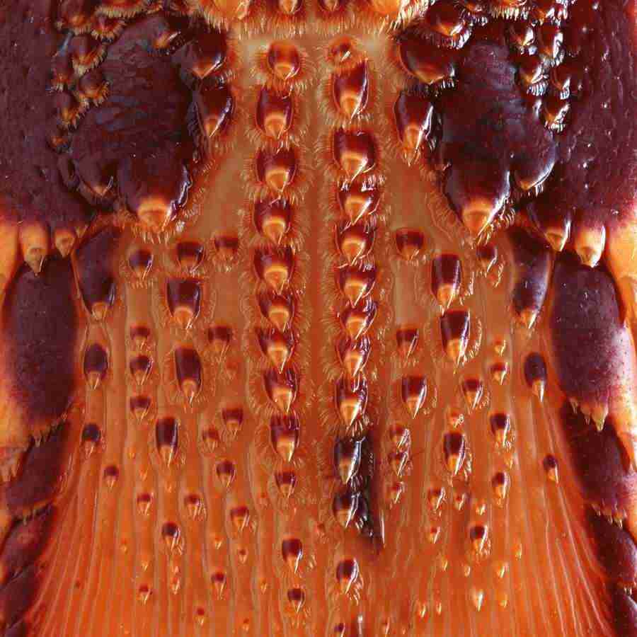 Meats and Fishes - Datacraft Isaijiten ></a>
<script language=JavaScript> 
  var txt = 