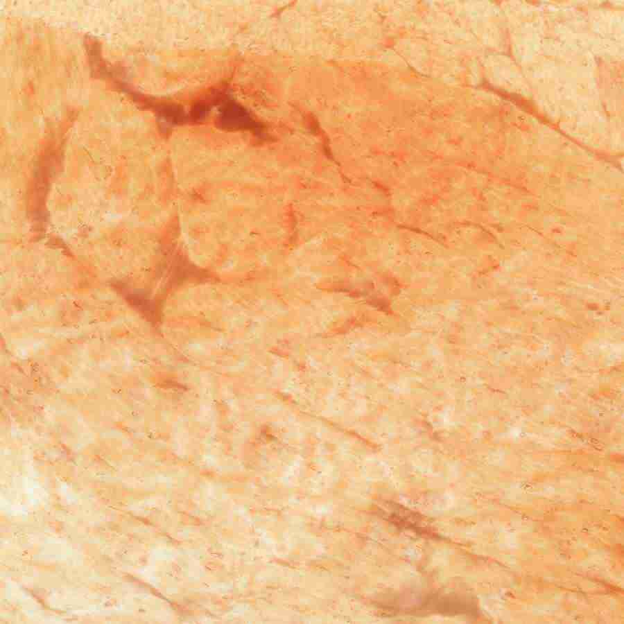 Meats and Fishes - Datacraft Isaijiten ></a>
<script language=JavaScript> 
  var txt = 