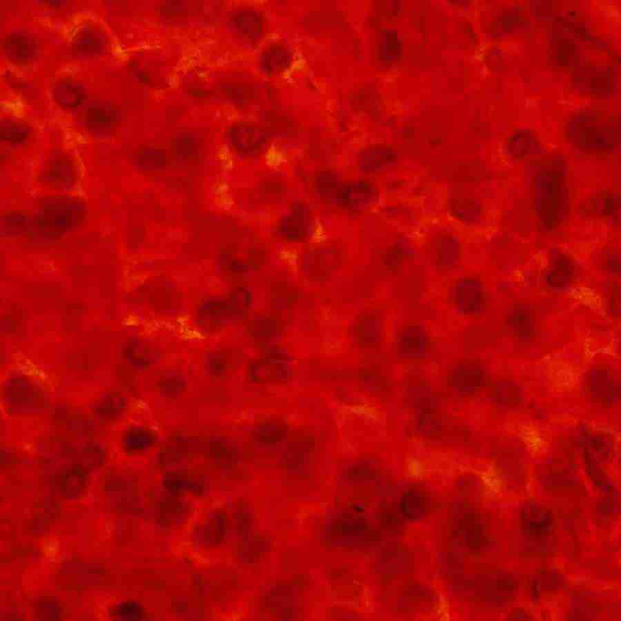 Rice and Bread - Datacraft Isaijiten ></a>
<script language=JavaScript> 
  var txt = 