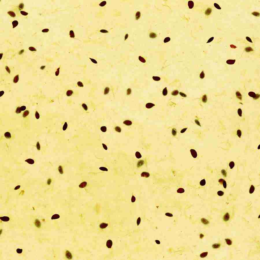 Rice and Bread - Datacraft Isaijiten ></a>
<script language=JavaScript> 
  var txt = 