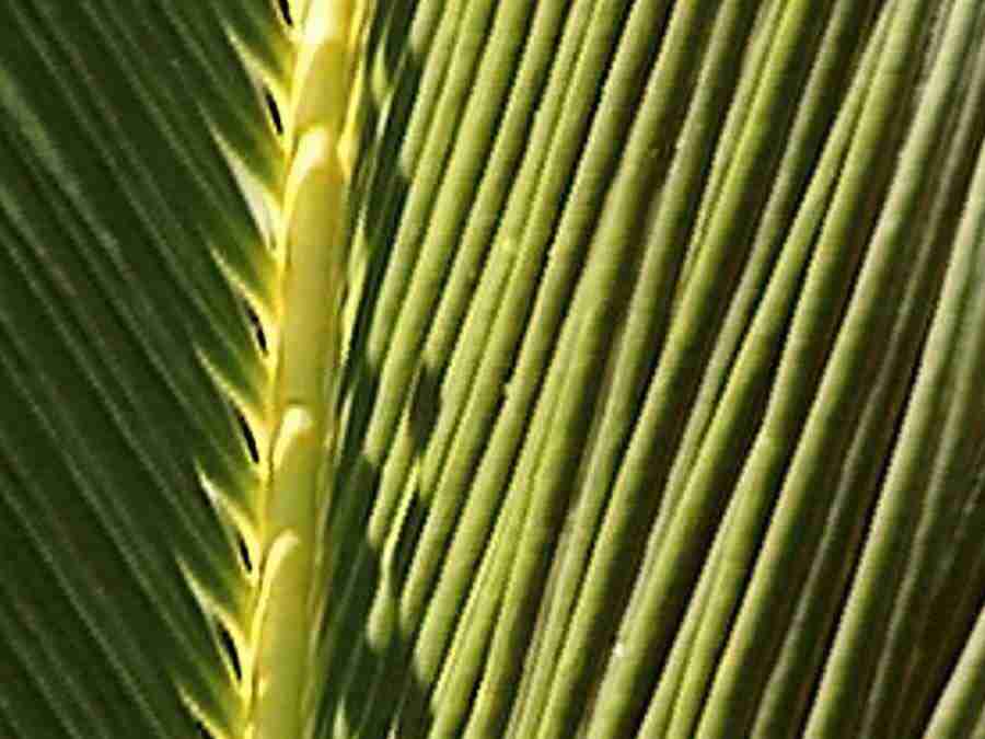 Bonus Photos - Digital Juice Presentation Library ></a>
<script language=JavaScript> 
  var txt = 