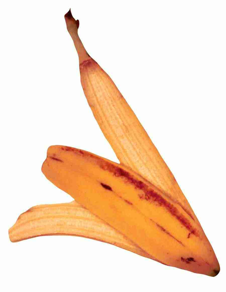 Photo Objects - Digital Juice Presentation Library ></a>
<script language=JavaScript> 
  var txt = 