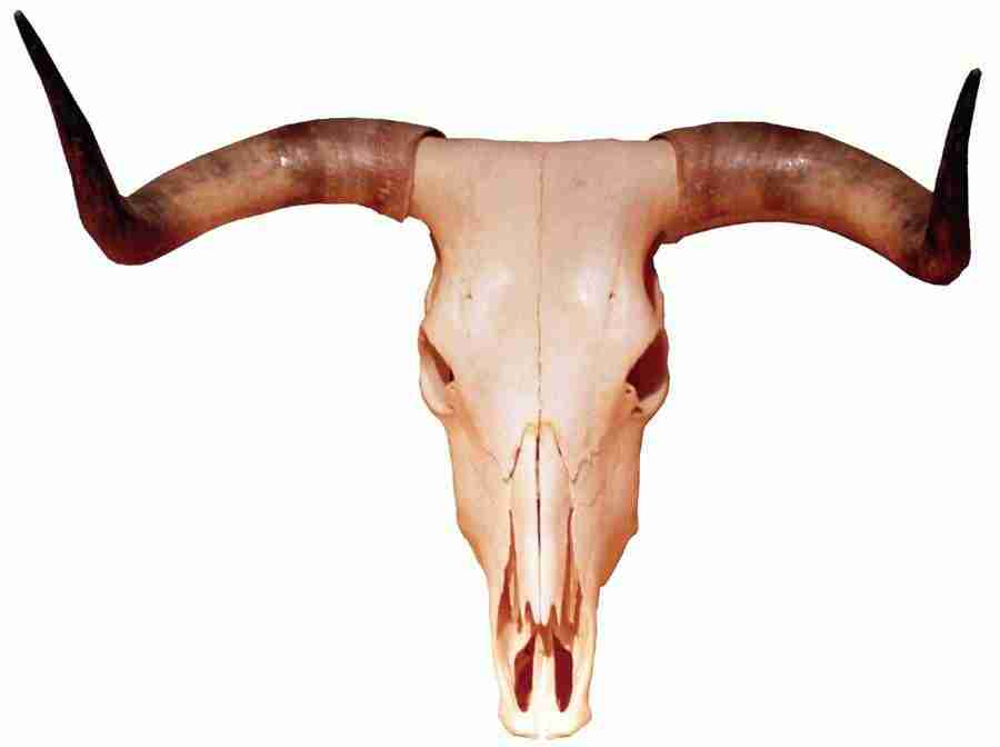 Photo Objects - Digital Juice Presentation Library ></a>
<script language=JavaScript> 
  var txt = 